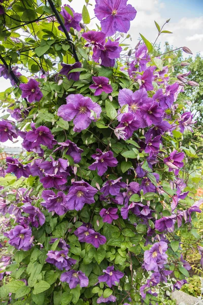 Çiçekli çalı klimatis