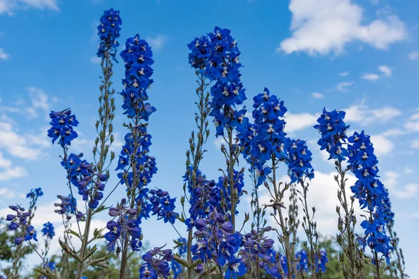 Delphinium flower in the garden — Stock Photo, Image