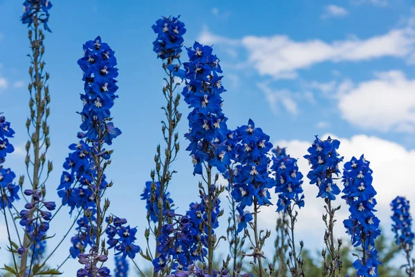 Delphinium flower in the garden — Stock Photo, Image