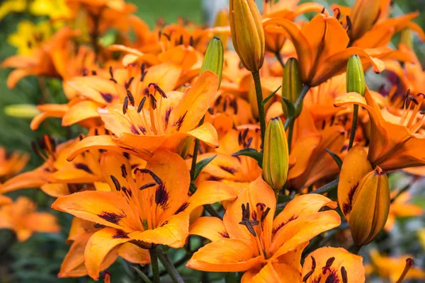 Flowering bush lily — Stock Photo, Image