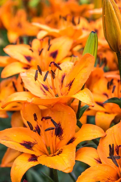 Flowering bush lily — Stock Photo, Image