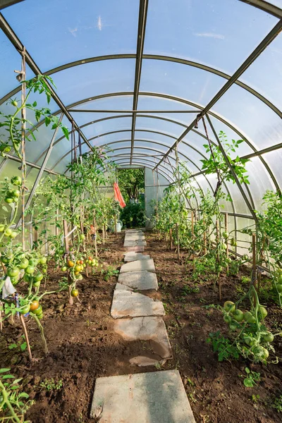 In the garden arched greenhouse — Stock Photo, Image