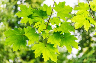 Yaprakların arasından güneş ışığı