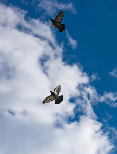 Flock of pigeons flying — Stock Photo, Image