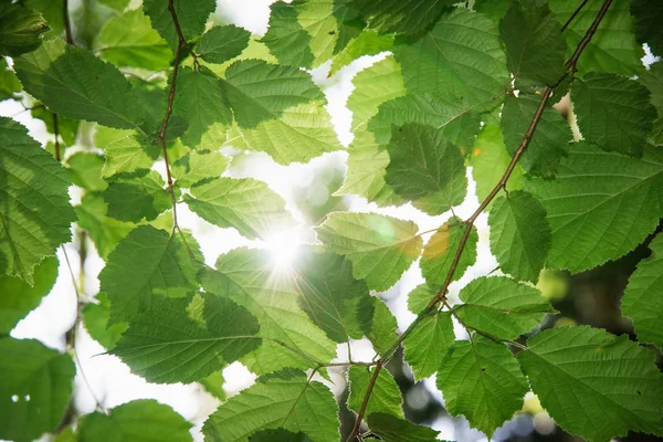 Yaprakların arasından güneş ışığı — Stok fotoğraf