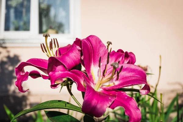 Flowering bush lily — Stock Photo, Image