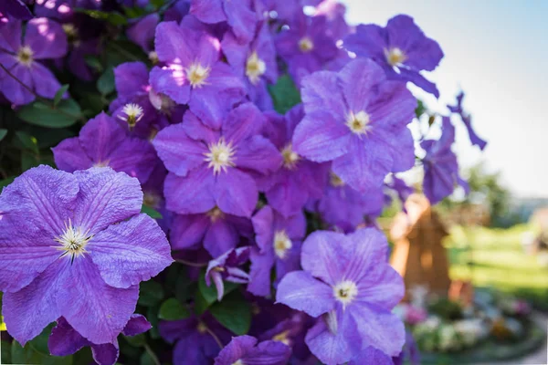Klimatis purple flower — Stock Photo, Image