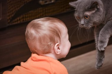 Bebek Çocuk sığır