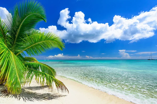 Palm okyanus gökyüzü — Stok fotoğraf
