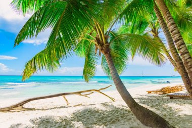 Palm okyanus gökyüzü