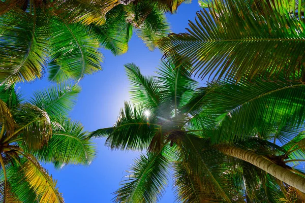 Palmsonne top — Stockfoto