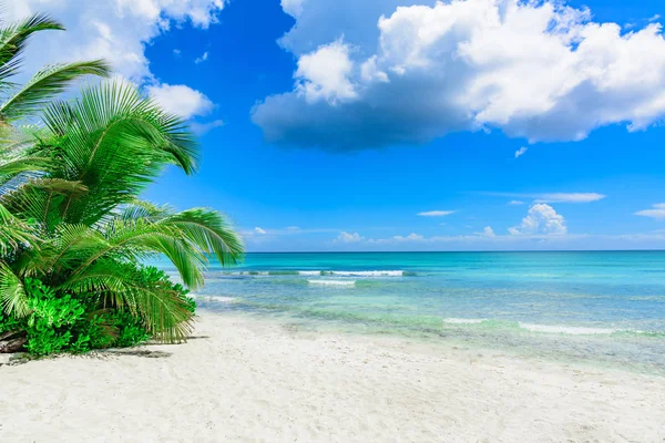 Cielo del océano de palma —  Fotos de Stock