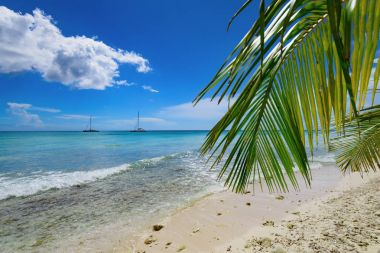 Palm okyanus gökyüzü