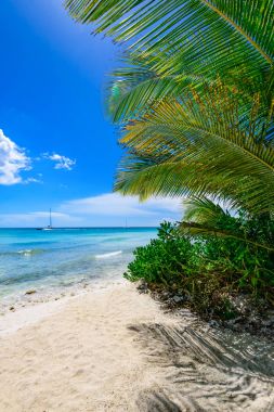 Palm okyanus gökyüzü