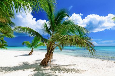 Palm okyanus gökyüzü
