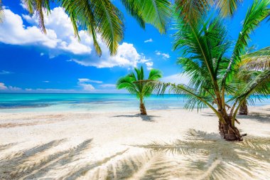 Palm okyanus gökyüzü