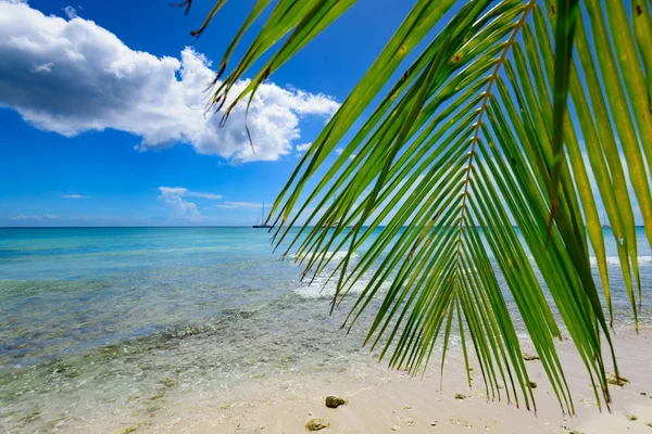 Palm Ocean Sky — Stock Photo, Image