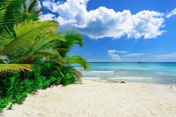 Palm okyanus gökyüzü