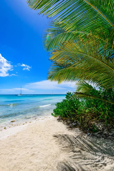 Palm okyanus gökyüzü