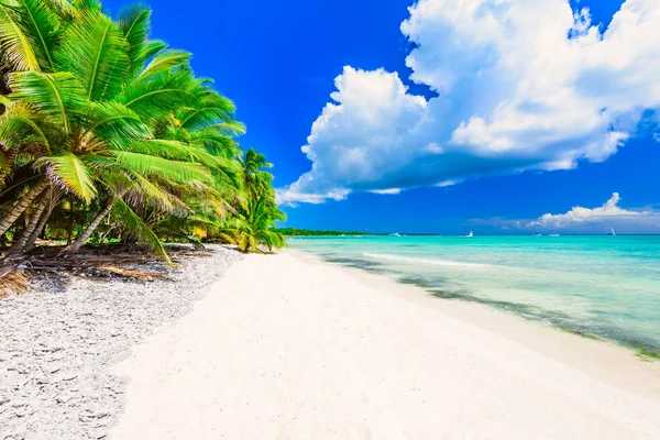 Райська тропічна пляжна долоня — стокове фото