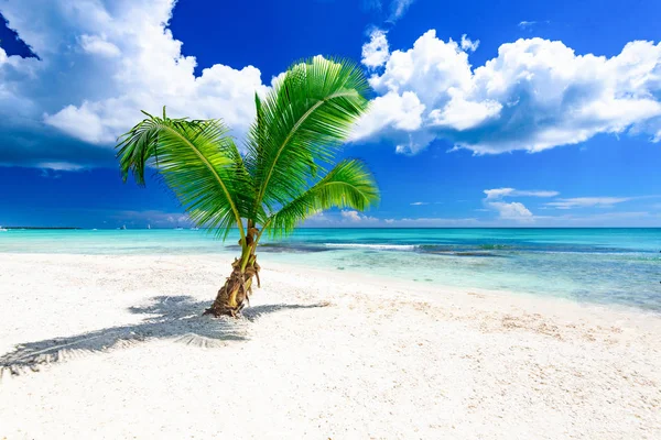Райская тропическая пляжная пальма — стоковое фото