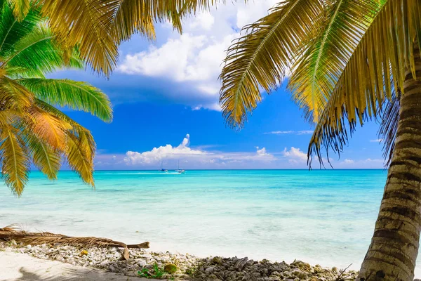 Paraíso playa tropical palmera —  Fotos de Stock