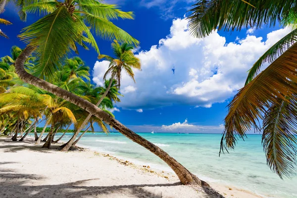 cennet tropikal beach palm