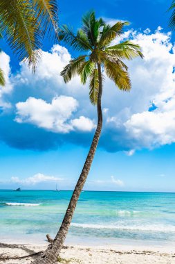 cennet tropikal beach palm
