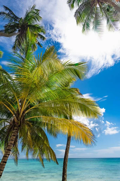 cennet tropikal beach palm