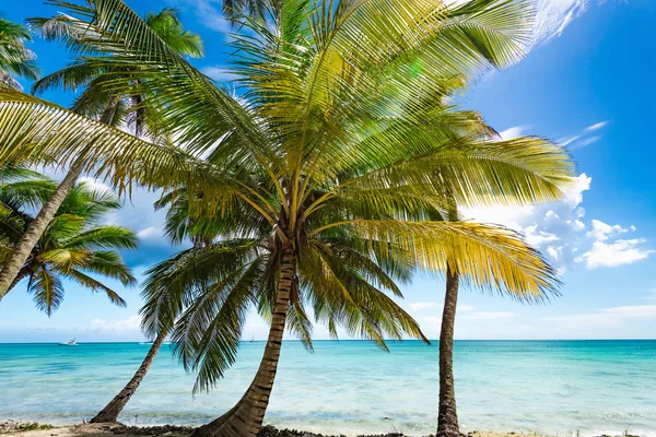 cennet tropikal beach palm