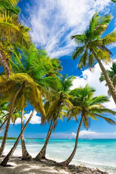 cennet tropikal beach palm