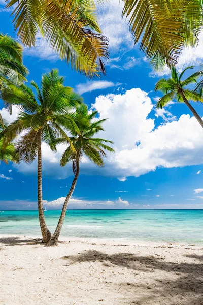 Paraíso playa tropical palmera —  Fotos de Stock