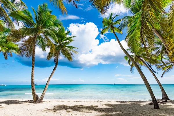 Paraíso playa tropical palmera — Foto de Stock