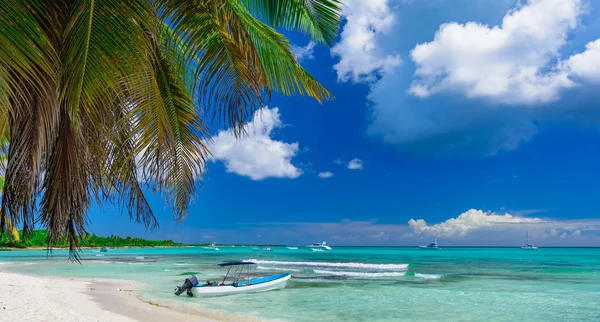 Paradis tropical beach palm — Stockfoto