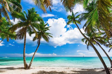 Karayip palm beach
