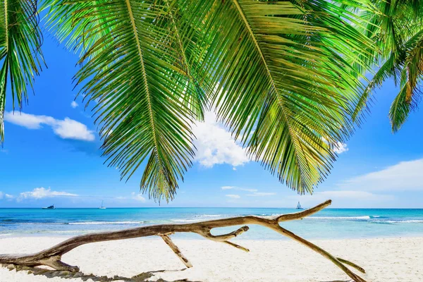 Карибский пальмовый пляж — стоковое фото