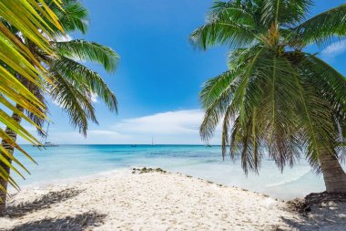 Palm Beach Şezlongu