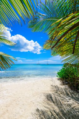 Palm Beach Şezlongu