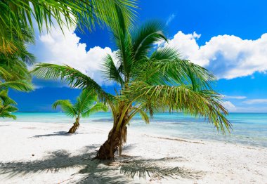 Palm Beach Şezlongu