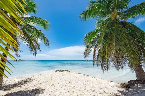 Palm Beach Şezlongu