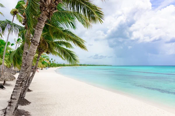 Paradis tropical beach palm — Stockfoto