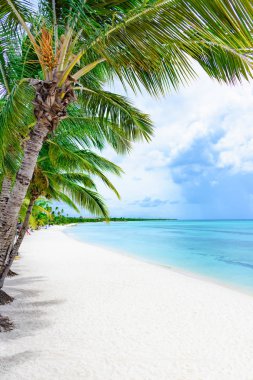 cennet tropikal beach palm