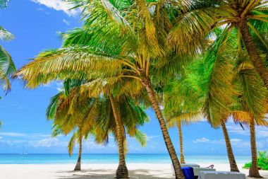 Cennet tropik sahil palmiyesi Karayip Denizi