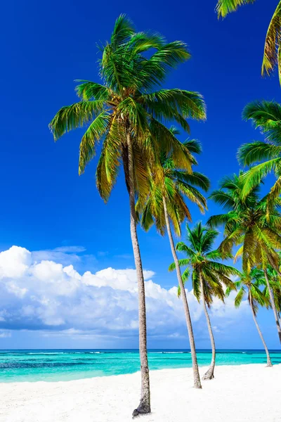 Cennet tropik sahil palmiyesi Karayip Denizi — Stok fotoğraf