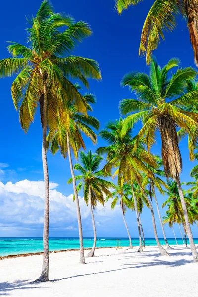 Cennet tropik sahil palmiyesi Karayip Denizi