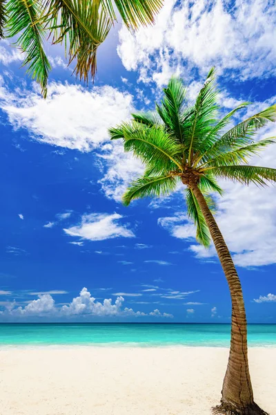 Paraíso praia tropical palma do mar do Caribe — Fotografia de Stock