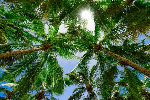 Palmsonne Top Dominikanische Republik — Stockfoto