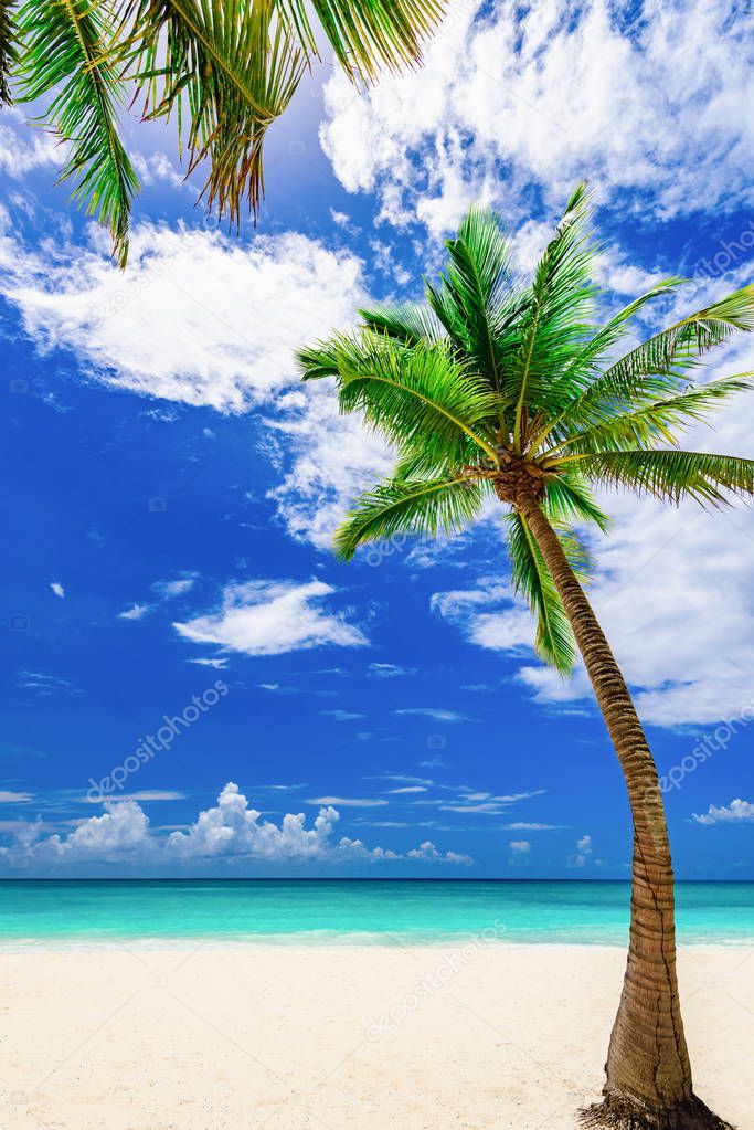 paradise tropical beach palm the Caribbean Sea