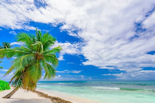 Paradise tropical beach palm the Caribbean Sea Royalty Free Stock Photos