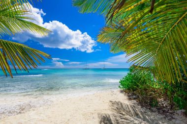 cennet tropikal beach palm